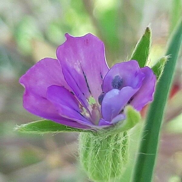 Agrostemma githago Flower