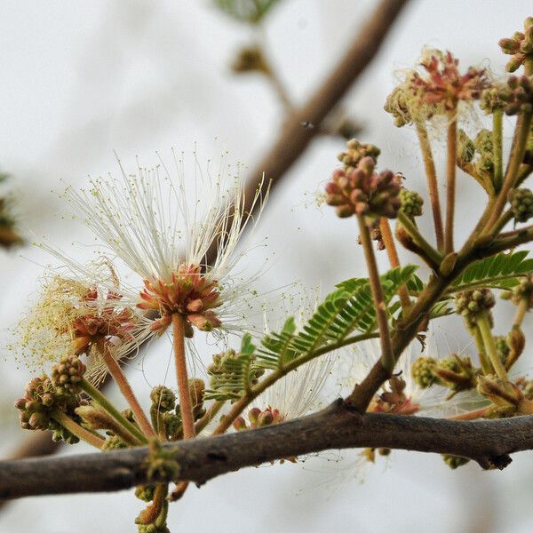 Albizia chevalieri Habitus