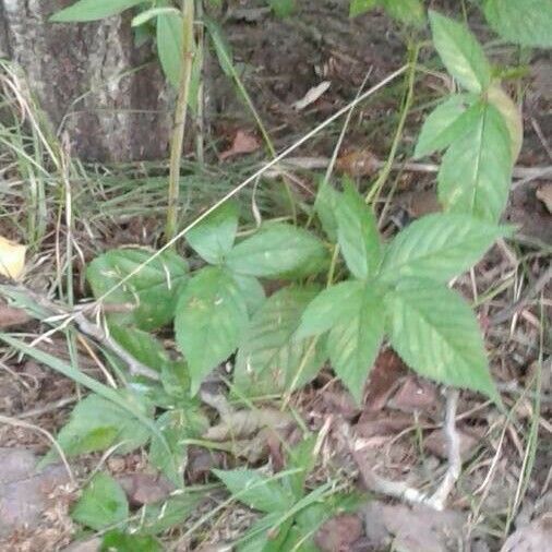 Rubus canadensis Deilen