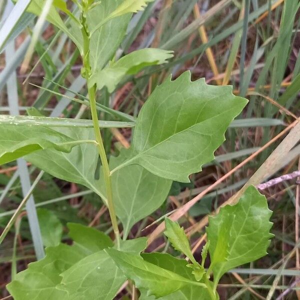 Baccharis halimifolia পাতা