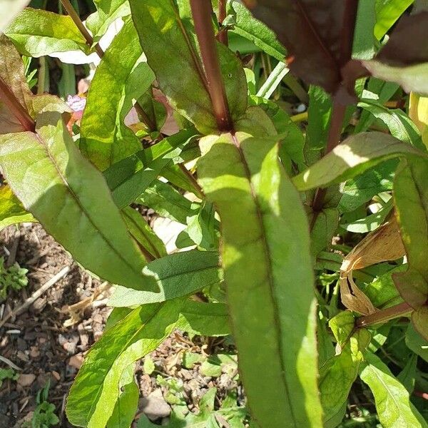 Penstemon digitalis Blatt