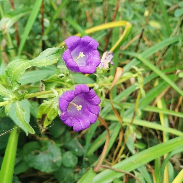 Campanula medium Kwiat