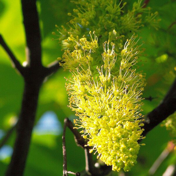 Acer pseudoplatanus Kukka