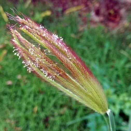 Chloris virgata Blomst