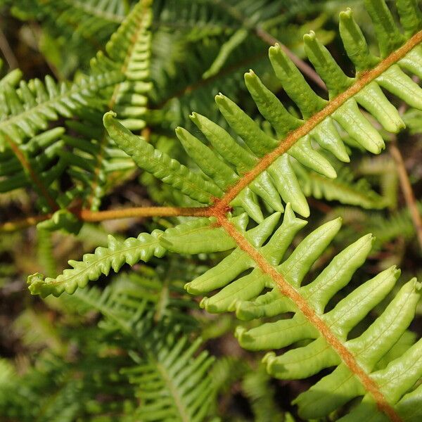 Dicranopteris linearis Leaf