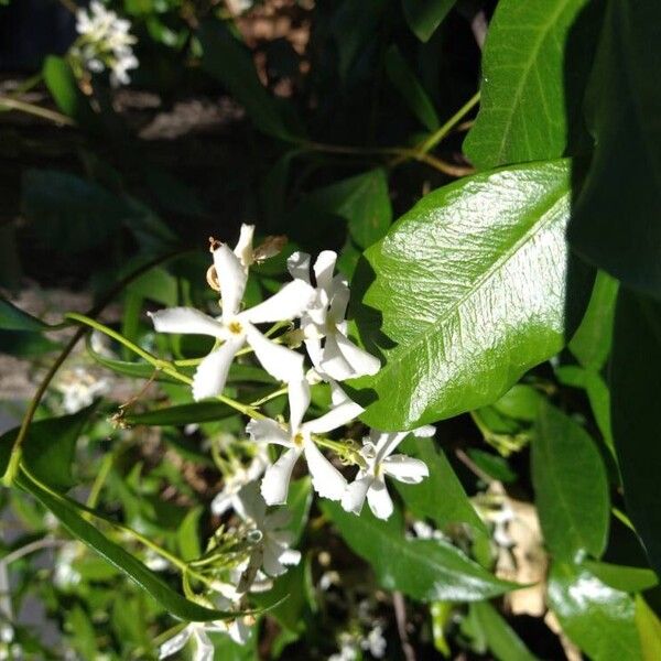 Trachelospermum jasminoides Fiore