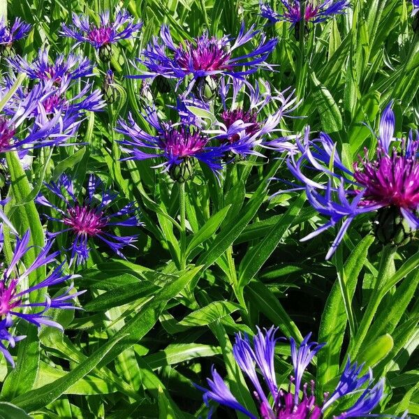 Centaurea montana Flower