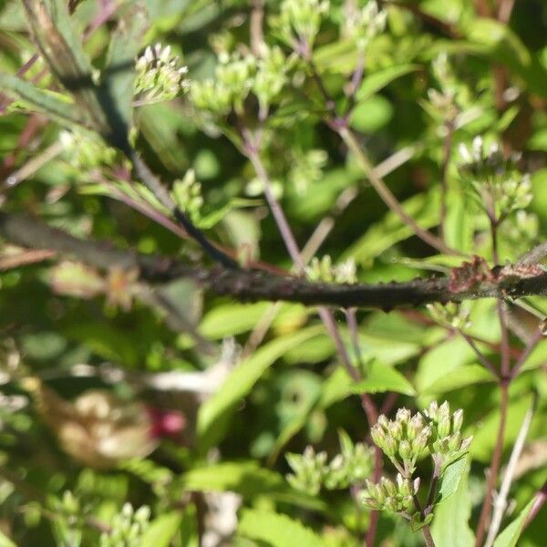 Hibiscus surattensis Kora