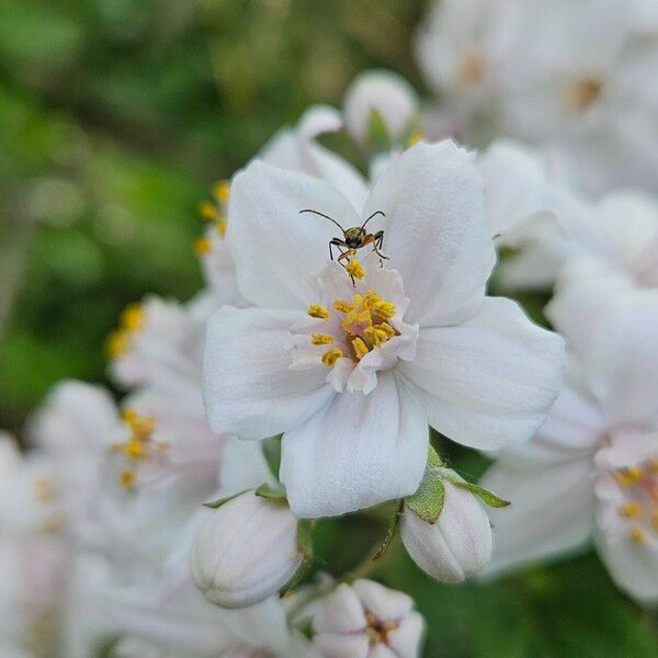 Deutzia crenata Flor