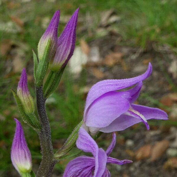 Cephalanthera rubra ফুল