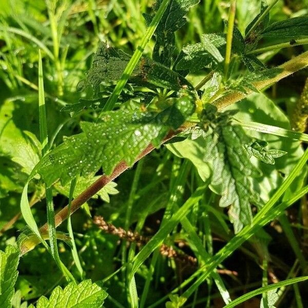 Potentilla norvegica Leaf