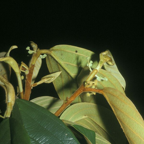 Coussapoa asperifolia Leaf