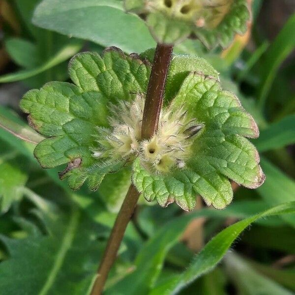 Lamium amplexicaule Feuille