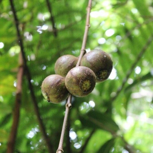 Ficus mauritiana Frutto