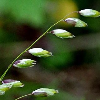 Melica nutans Flower