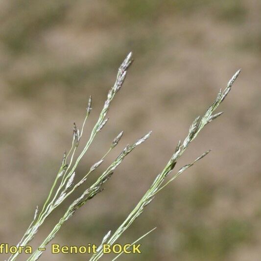 Eragrostis pilosa Muu