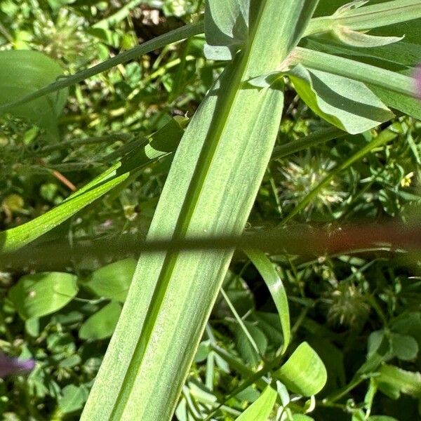 Lathyrus tingitanus बार्क (छाल)