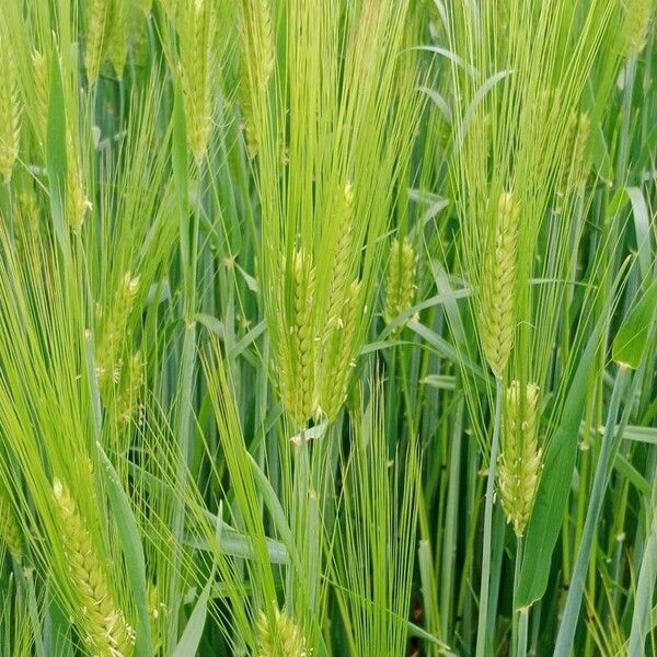 Hordeum vulgare ফুল