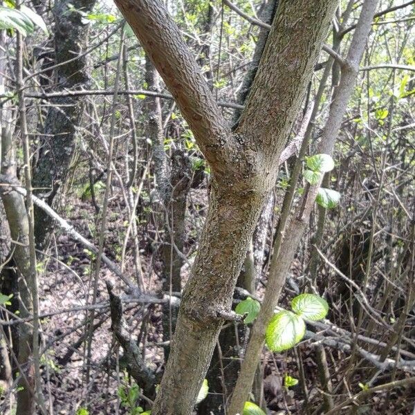 Viburnum lantana Corteza