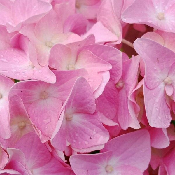 Hydrangea spp. Blomst