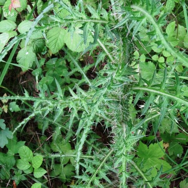 Cirsium palustre Leaf