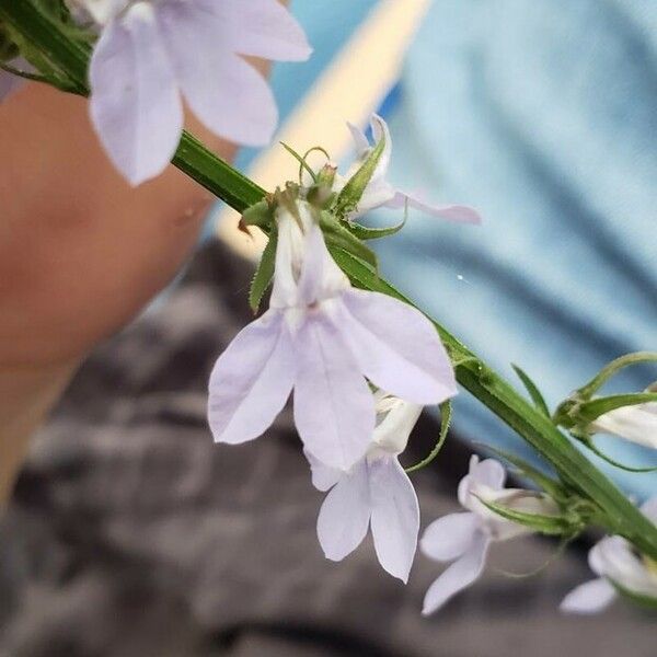 Lobelia spicata Blodyn