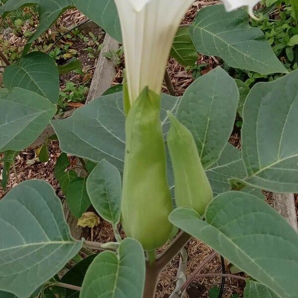 Datura innoxia Flor