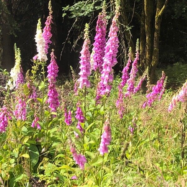 Digitalis purpurea Flower