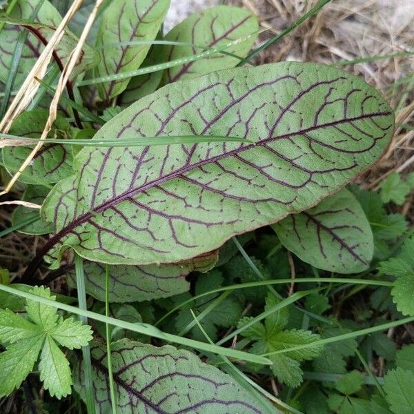 Rumex sanguineus Lapas