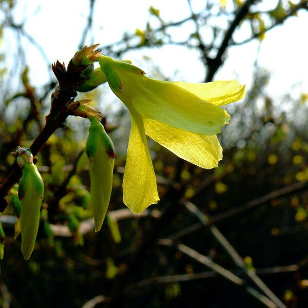 Forsythia × intermedia Floare