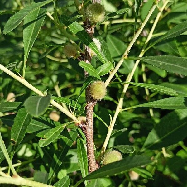 Prunus tenella Листок