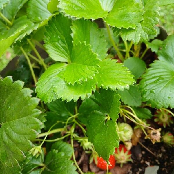 Fragaria × ananassa 葉