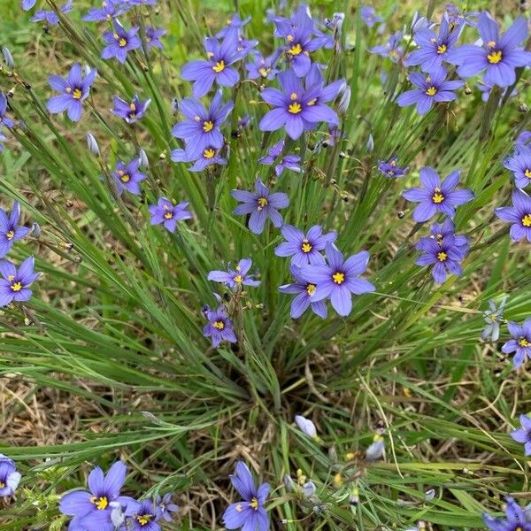 Sisyrinchium angustifolium Flower