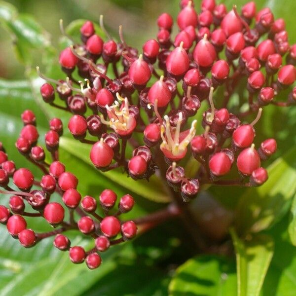 Miconia corymbosa 花