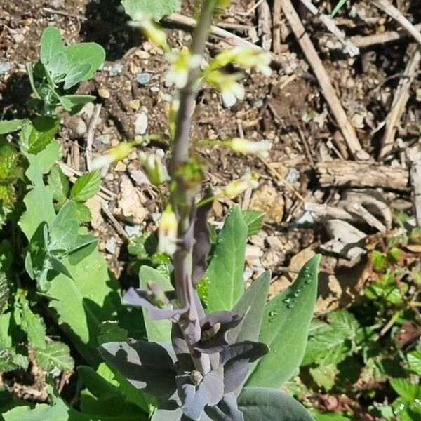 Turritis glabra Blad