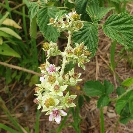 Rubus apetalus Flower