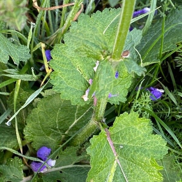 Salvia pratensis Leaf