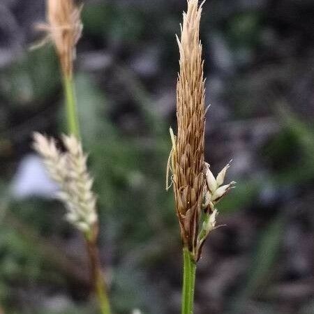 Carex umbrosa Цветок