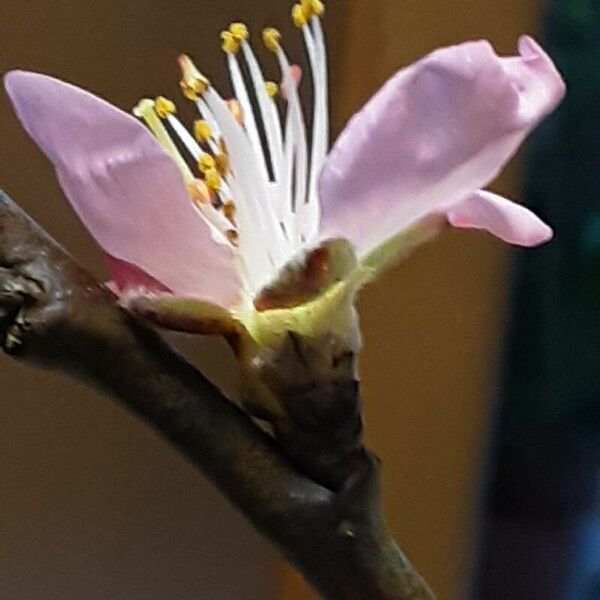 Prunus amygdalus Blomst