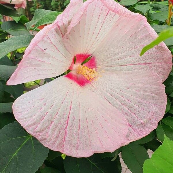 Hibiscus moscheutos Floare