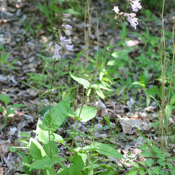 Penstemon calycosus অভ্যাস