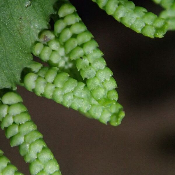 Lygodium microphyllum Folio