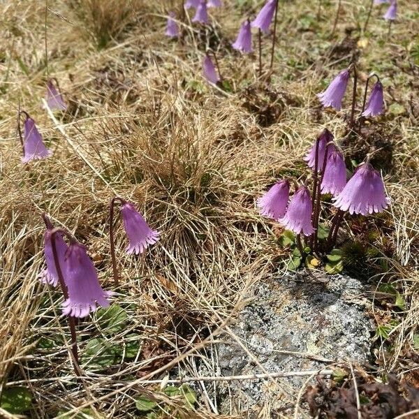 Soldanella pusilla Flor