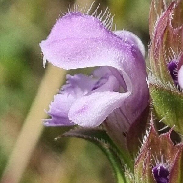 Prunella hyssopifolia Flower