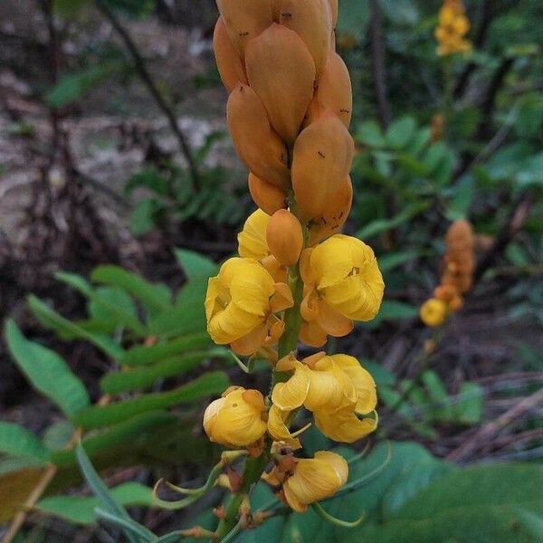 Senna alata Flower