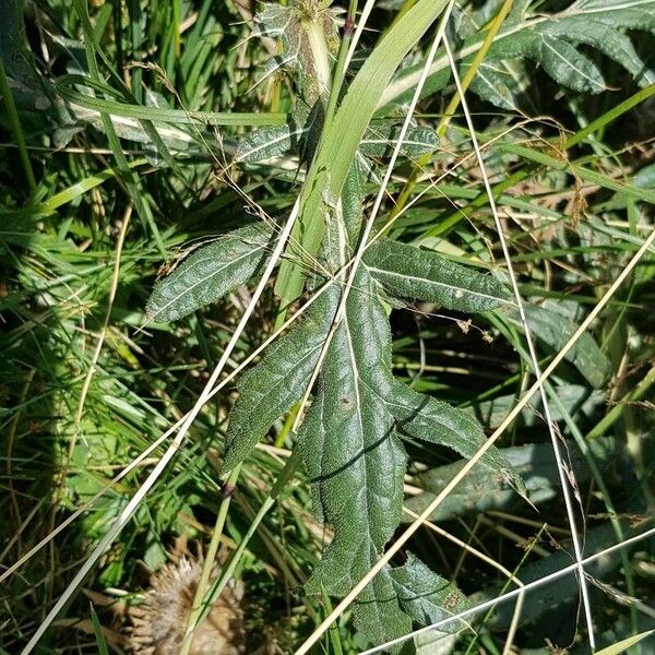 Cirsium eriophorum पत्ता