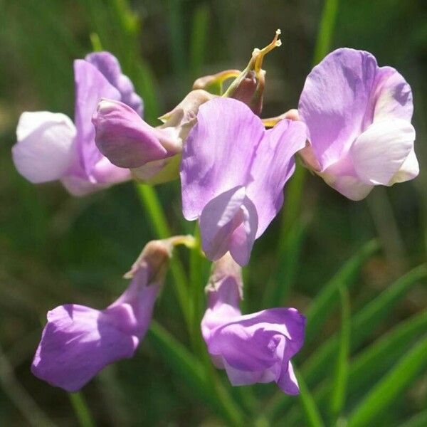 Lathyrus palustris Kvet