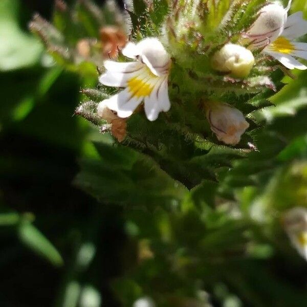 Euphrasia hirtella Blomma