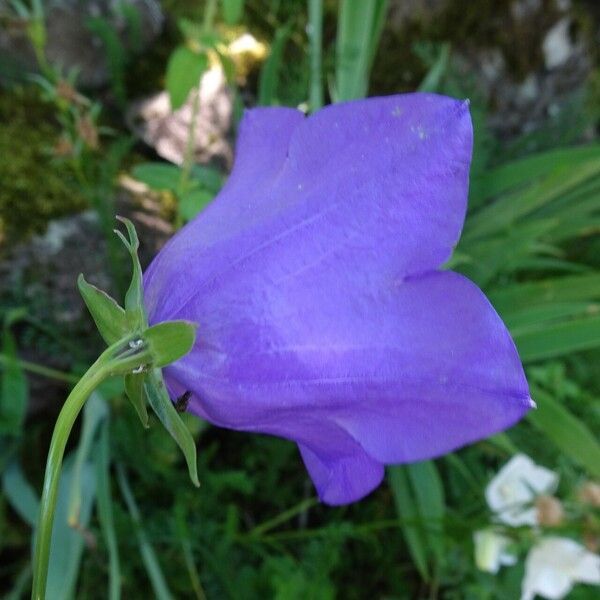 Campanula persicifolia Flor