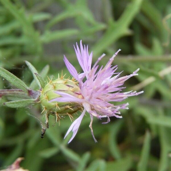 Centaurea aspera Flor